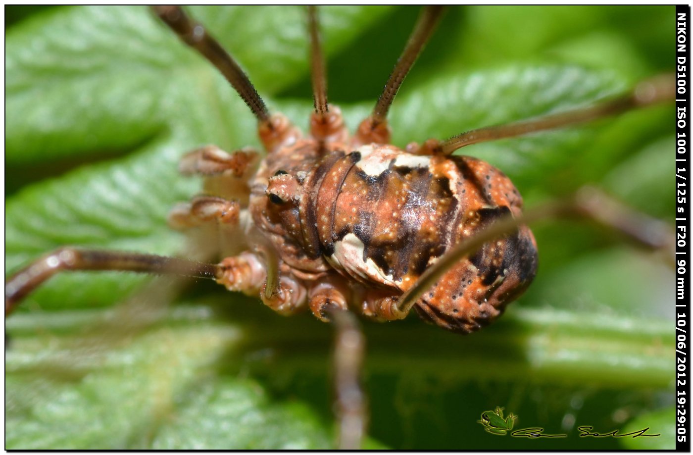 Dasylobus argentatus da Villanova Monteleone No 162